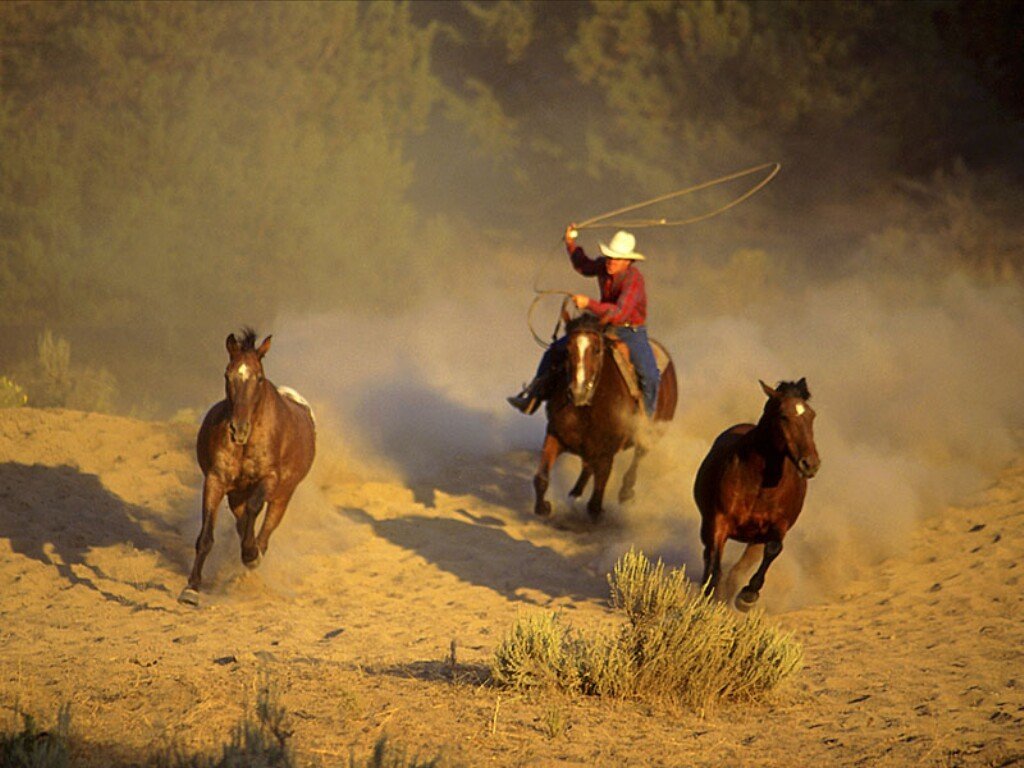 Wild Horses Round Up And Cowboys Puter Desktop