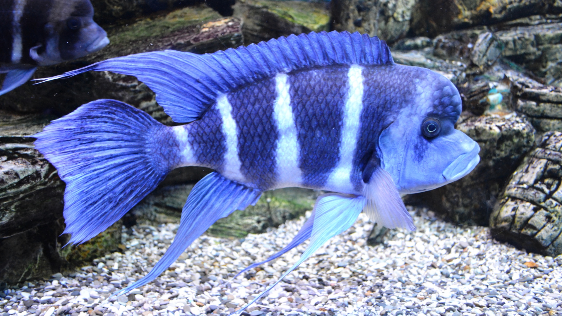 Wallpaper Fishes Aquarium Fins Striped Full HD 1080p