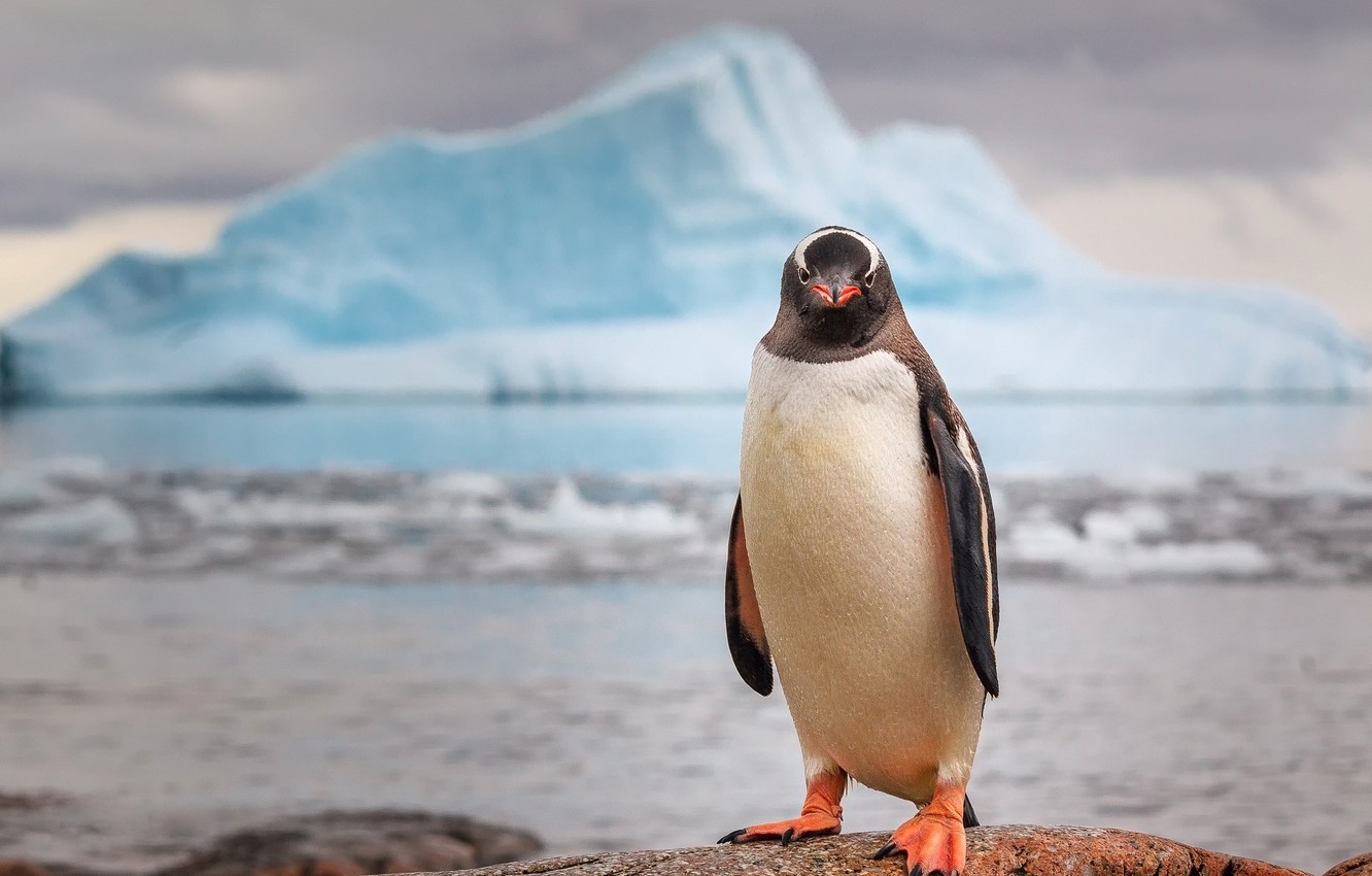 Wallpaper Rocks Iceberg Antarctica Penguin Image For Desktop