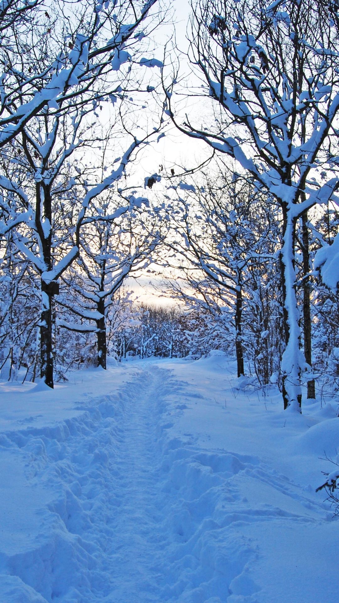 Morning Winter Snow Snowdrifts Young Growth Sweden iPhone