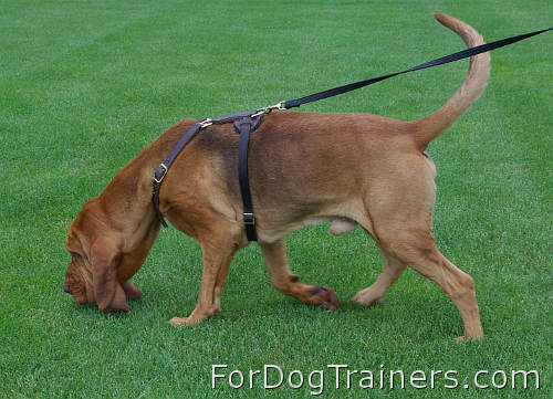 Harness For Bloodhound Dogs Pc Android iPhone And iPad Wallpaper