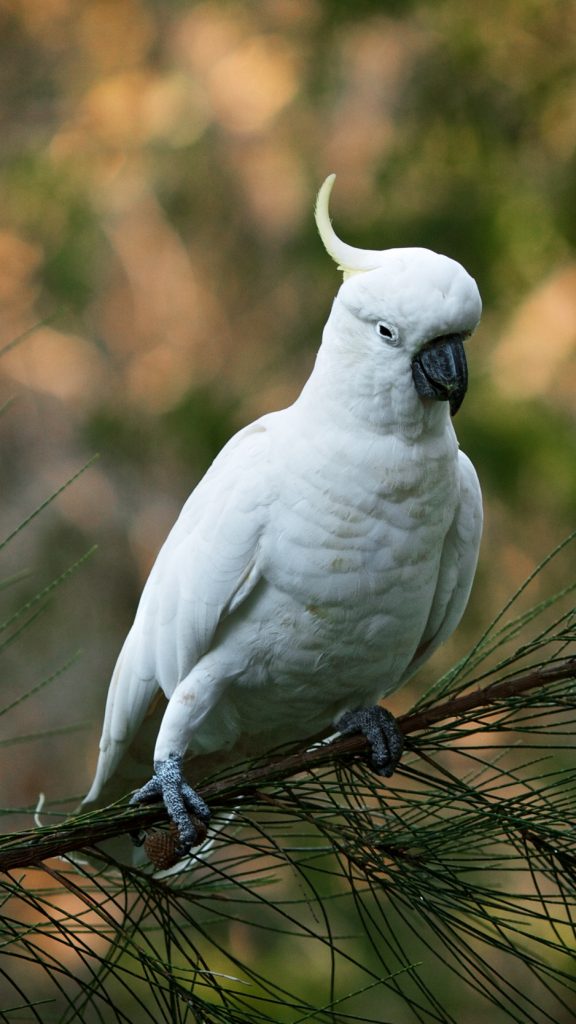 Parrot Cockatoo White Bird Wallpaper Background iPhone