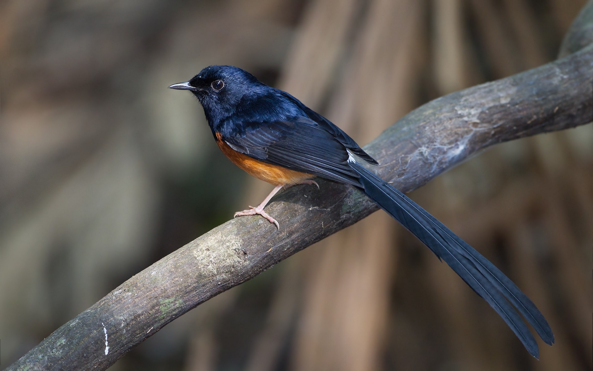 White Rumped Shama HD Wallpaper And Background