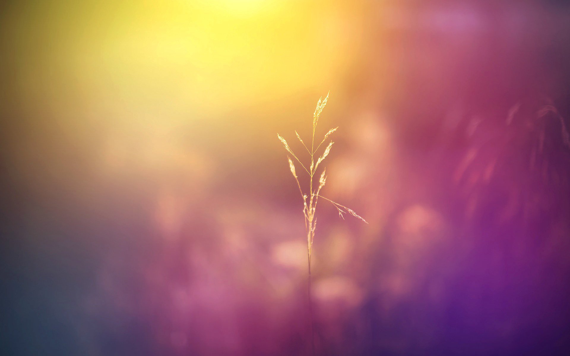 Close Up Flower Blur Flowers Plant The Field Meadow Nature