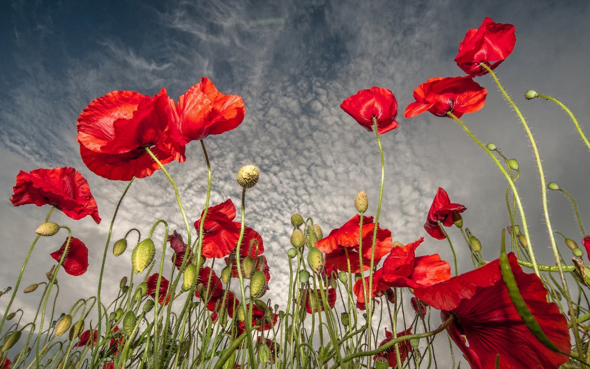 Red Poppies Wallpaper HD Widescreen At GetHDpic