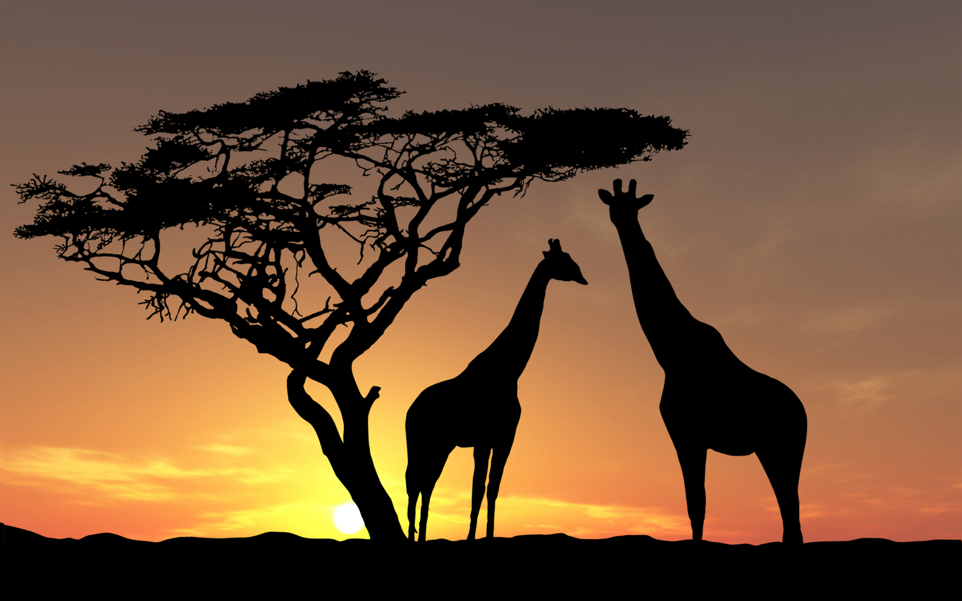 Africa Wallpaper Wildlife Giraffes Sunset HD Desktop