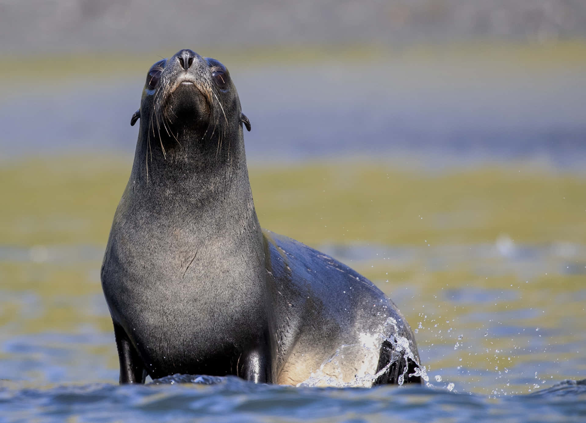Southern Fur Seal Emerging From Water Wallpaper