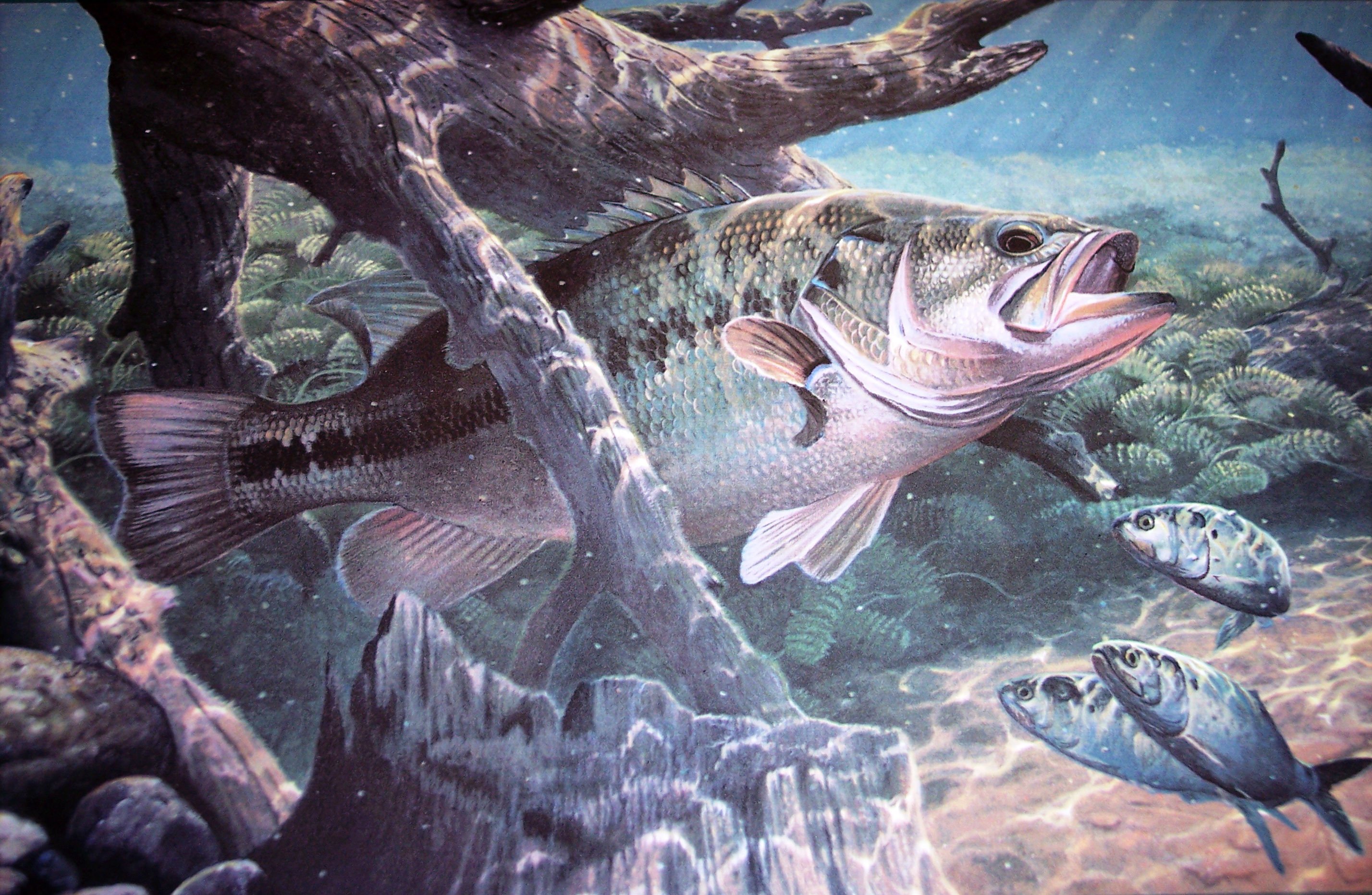 Fish Sport Water Fishes Underwater Lake River Artwork Bass Wallpaper
