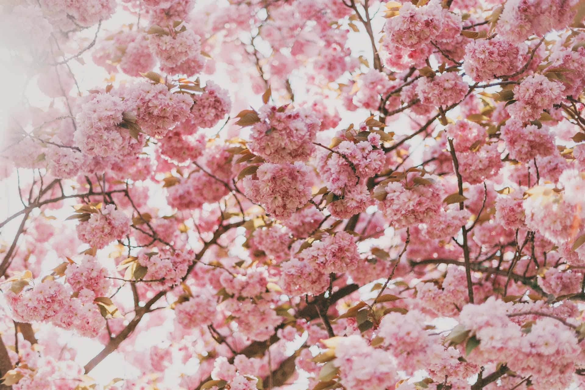 Pink Cherry Blossom Wallpaper
