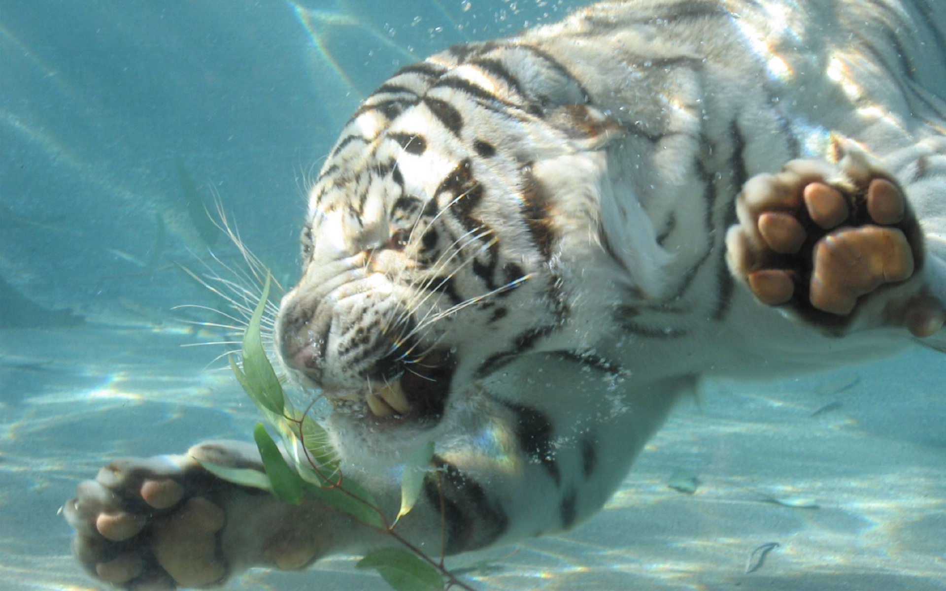 Tiger Under Water Wallpaper And Image Pictures Photos