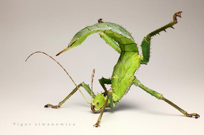 Funny Facts About Stick Insects HD Wallpaper