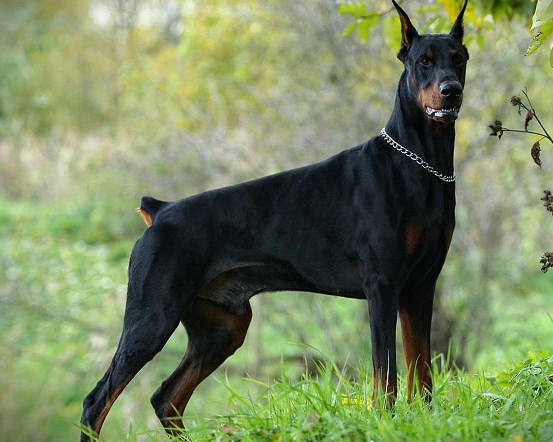 Doberman Pinscher Wallpaper Applicazioni E Giochi Android