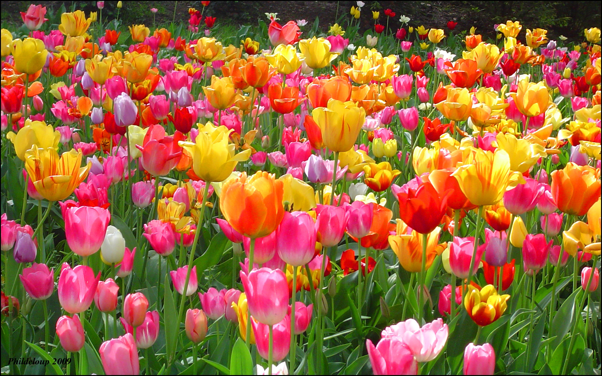 HD wallpaper flower tulips sky tulip field  Wallpaper Flare