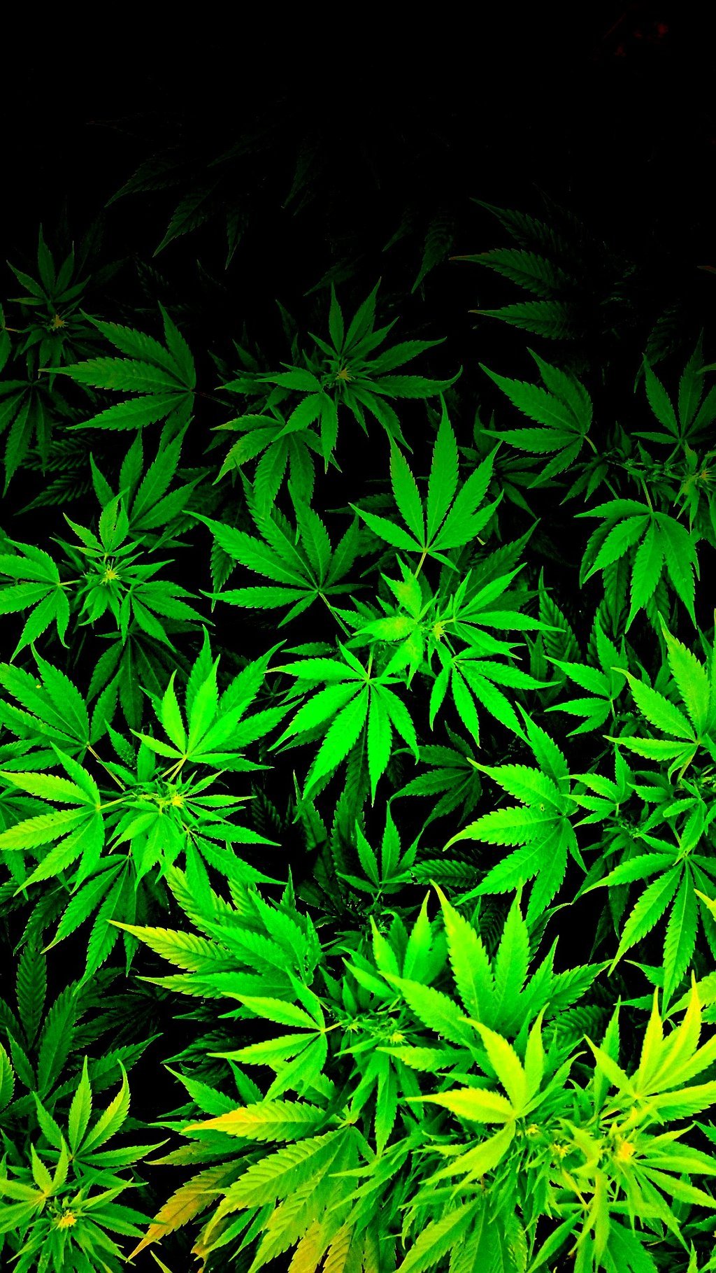 iPod iPhone weed marijuana cannabis Wallpaper by thetruemask on