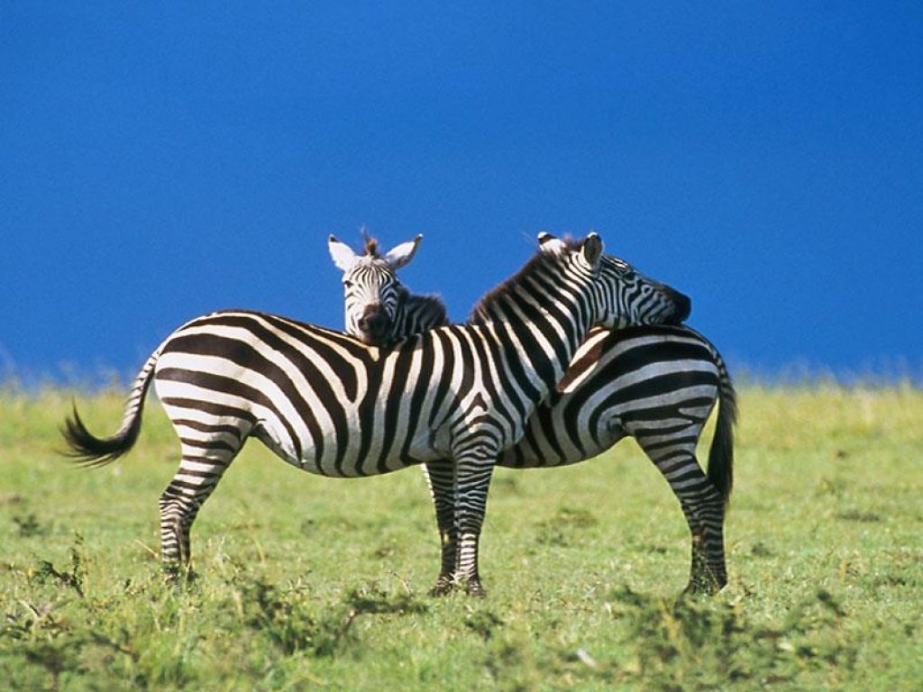 Zebra Printers Animals Picture Wallpaper Image