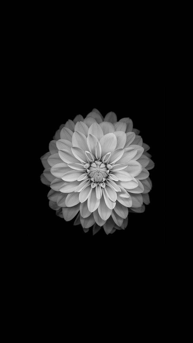 Amoled Wallpaper Flower iPhone