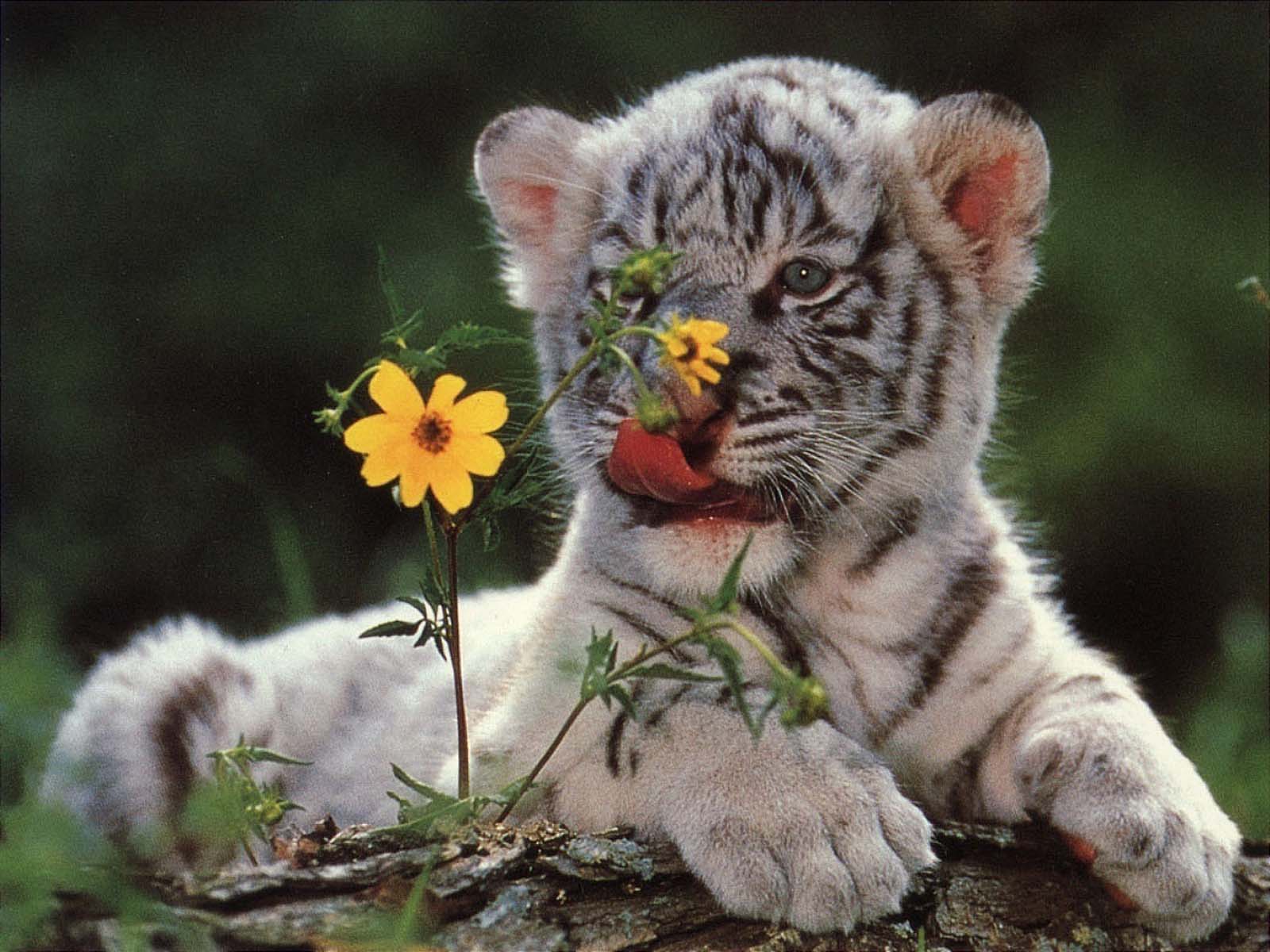 Baby White Tigers Wallpapers Wallpapers