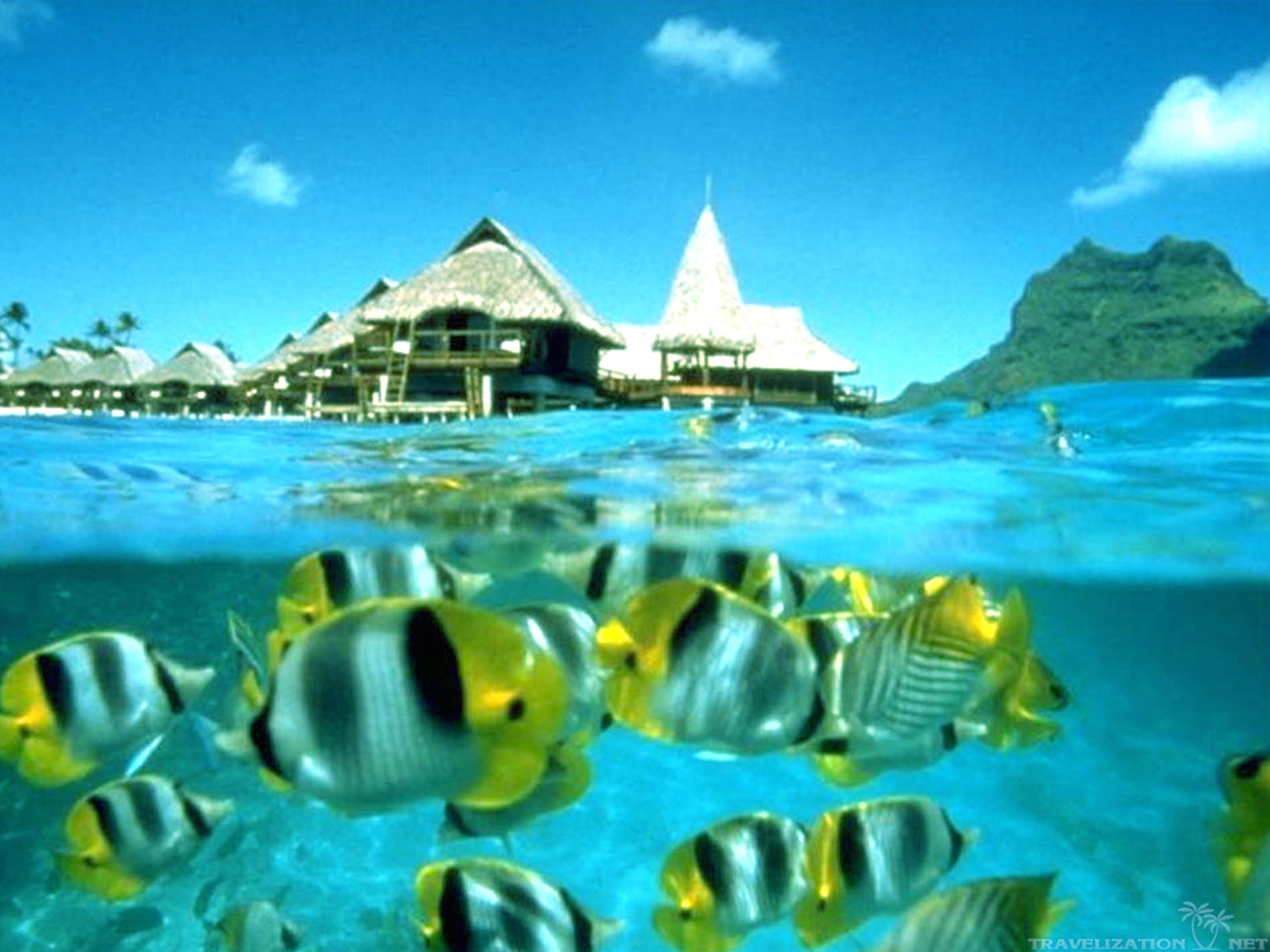 Fish Underwater Tropical Tahiti With Resolutions