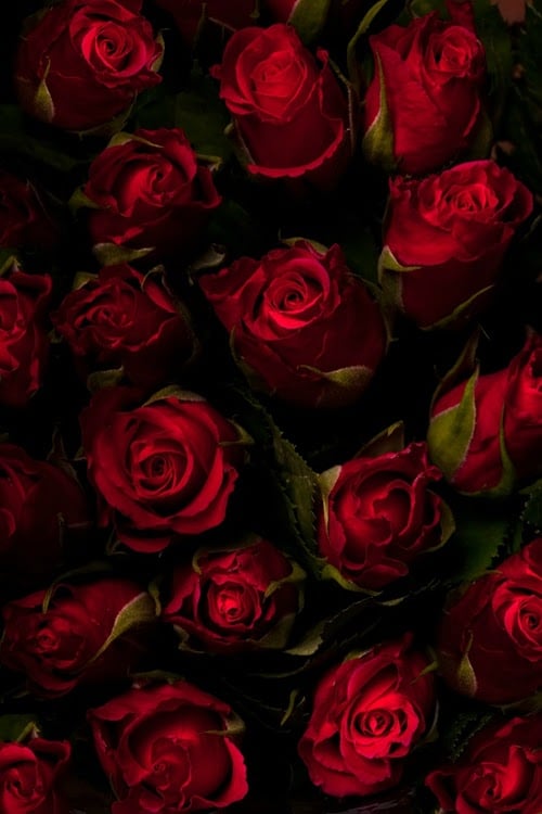 Red Rose Background Red roses i can find