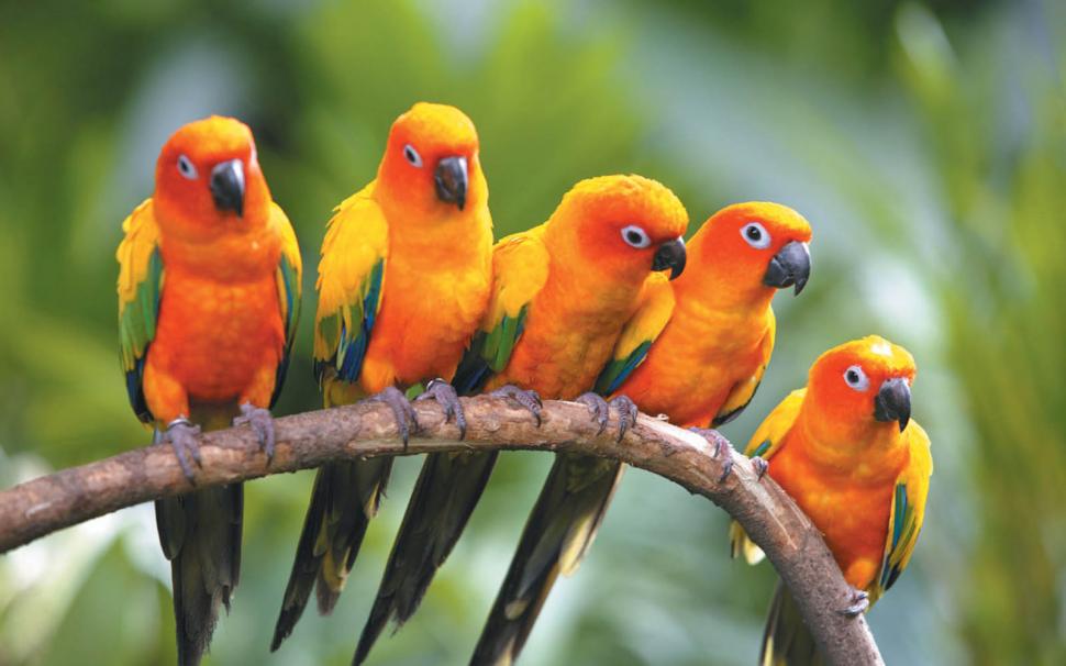 Five Love Bird Free Background For Computer wallpaper animals