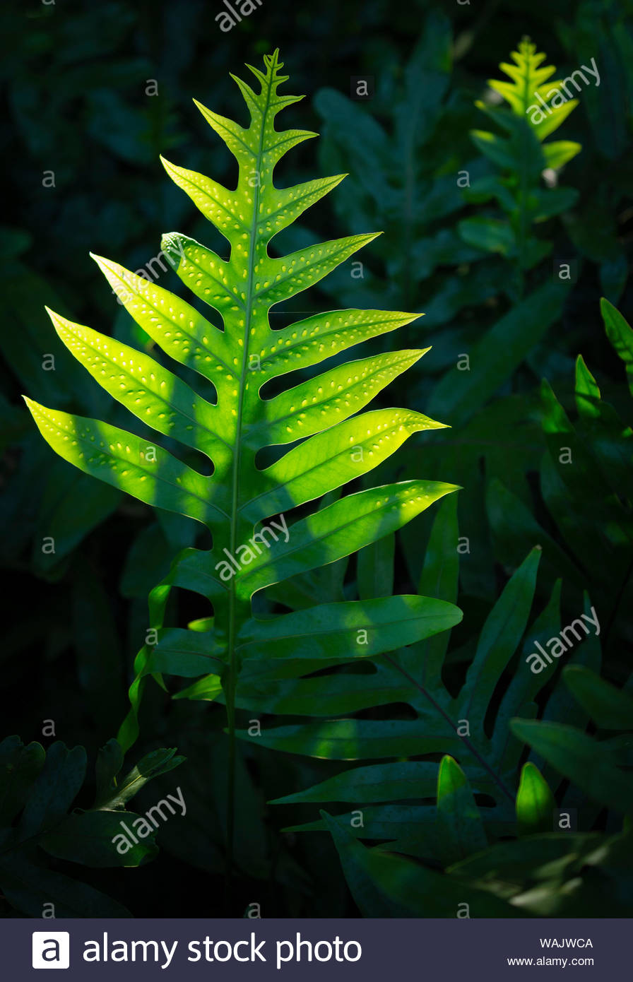 Free download Hawaiian Lauae Fern High Resolution Stock Photography and