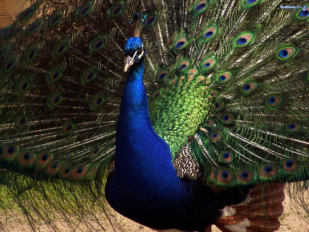 The Animal Kingdom Peacock More Wallpaper