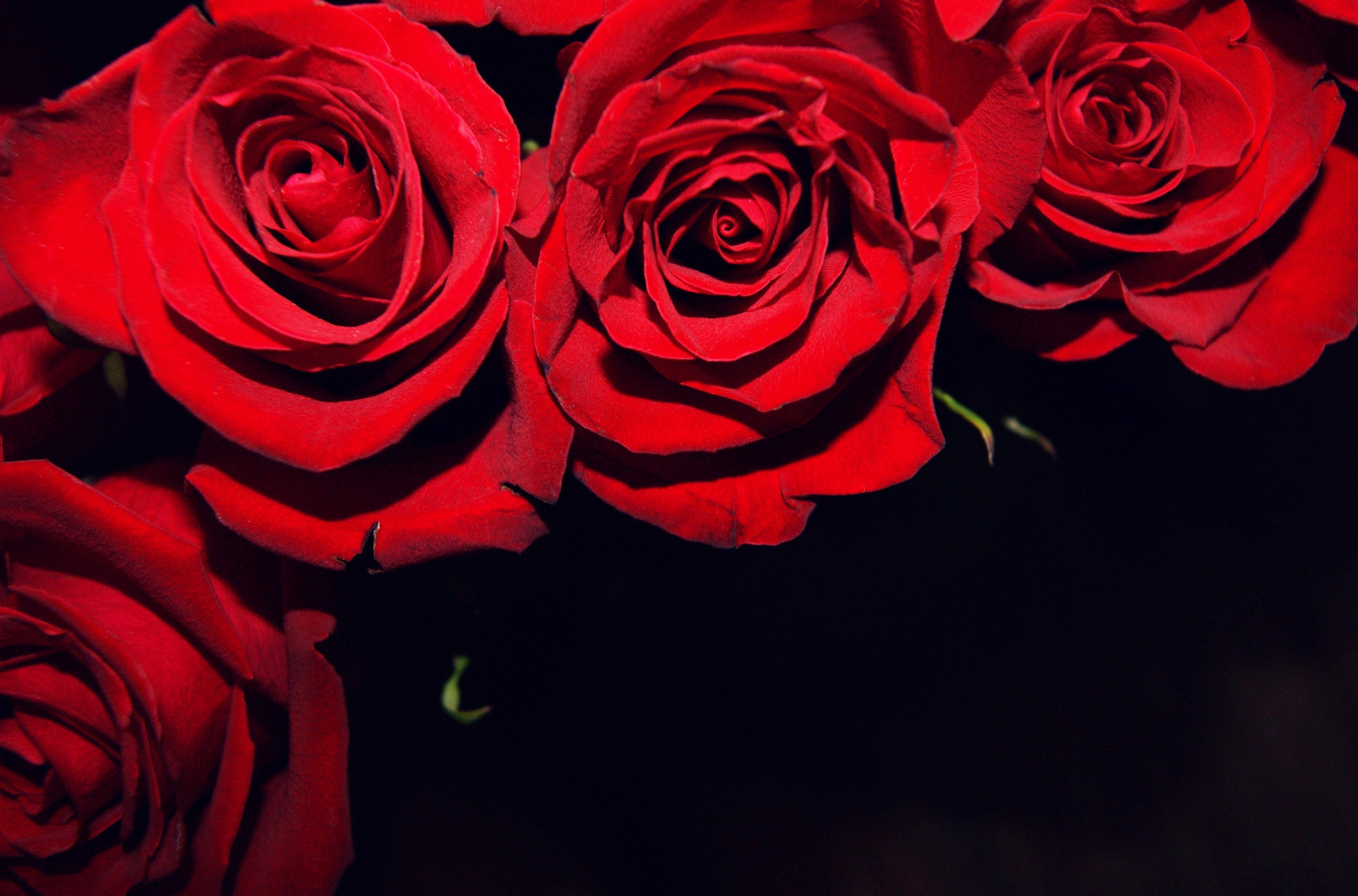 Red Roses On Black Background