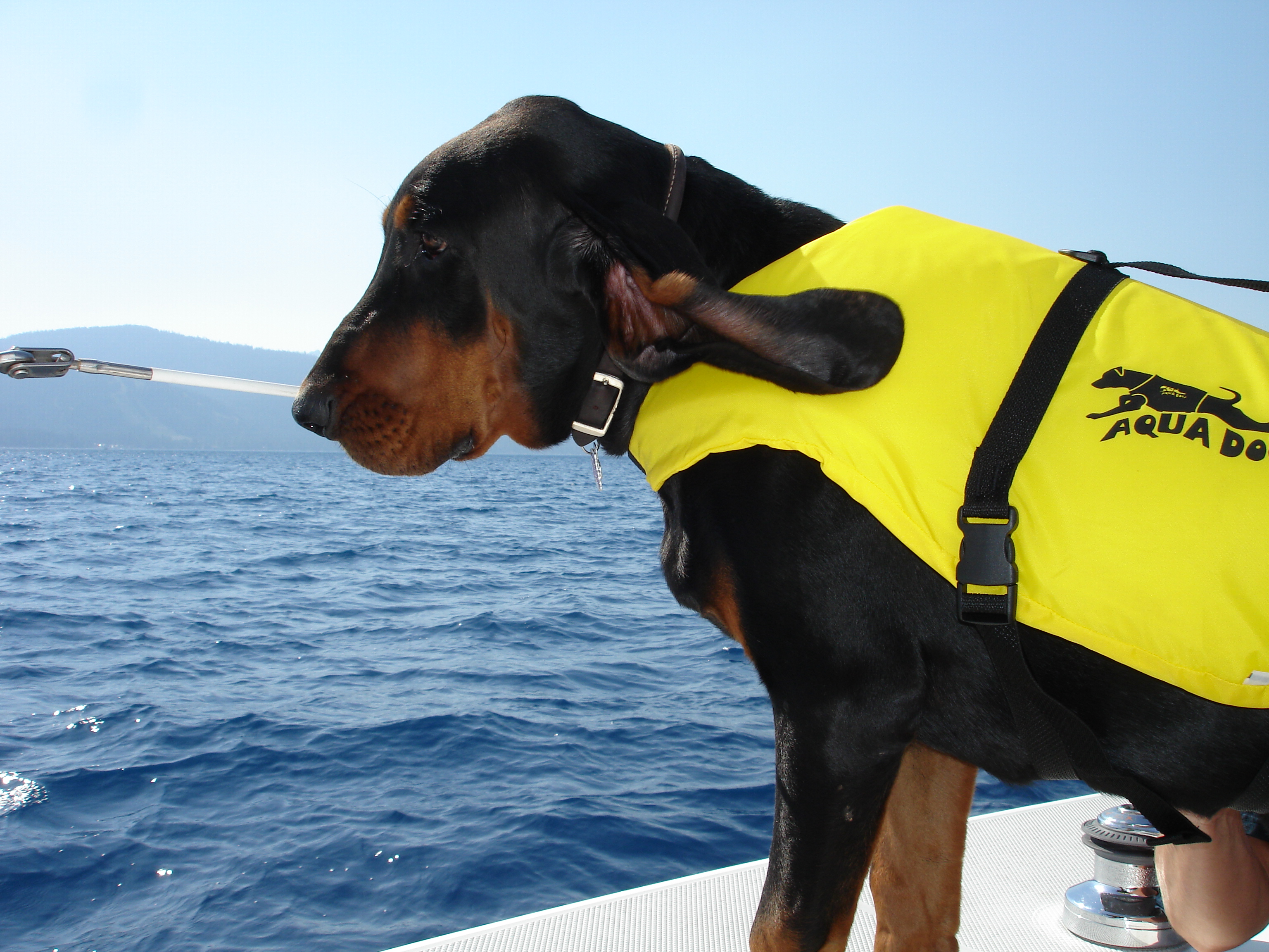 black and tan coonhound rescuer wallpaperjpg