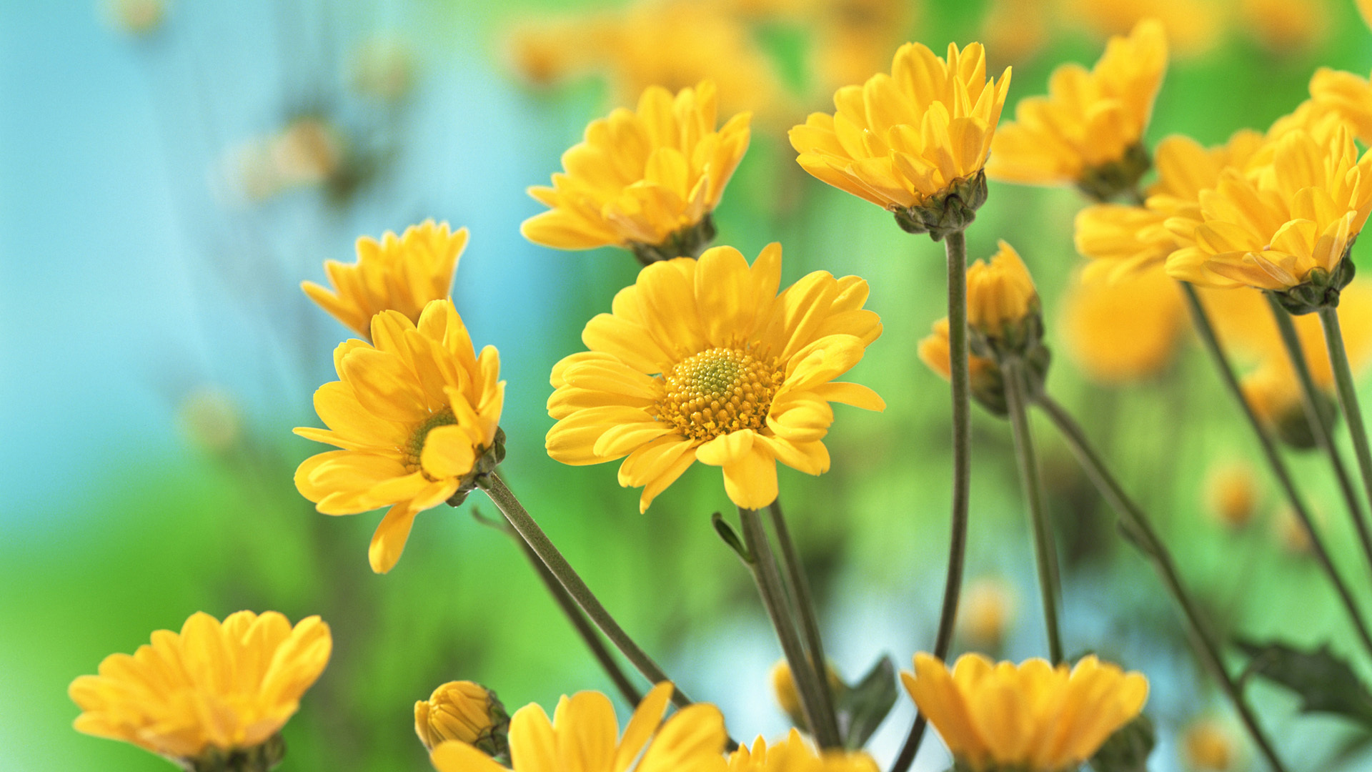 Close-up of vibrant yellow chrysanthemum flowers against a blurred green and blue background
