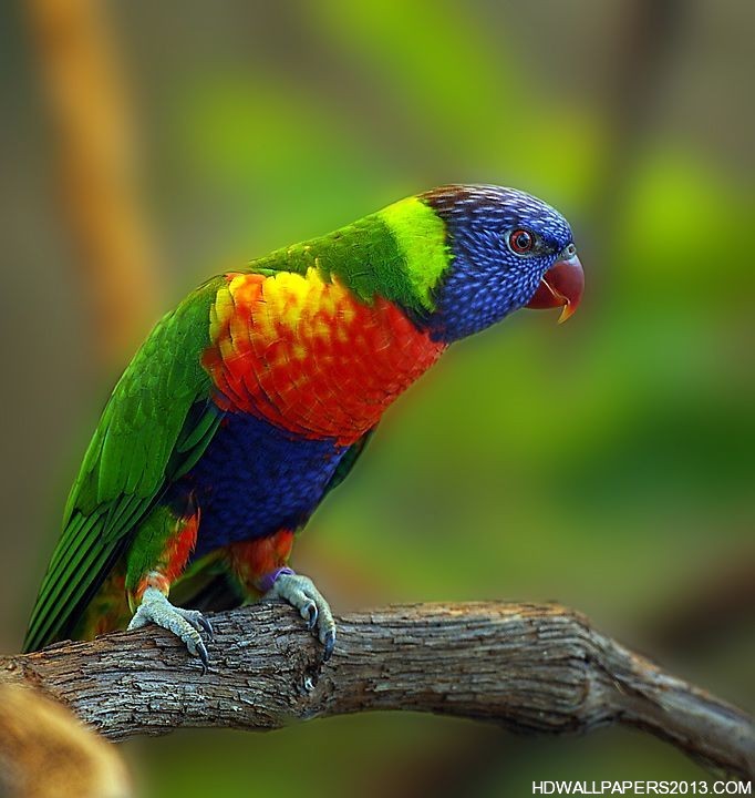 Types Of Parrots HD Wallpaper Background