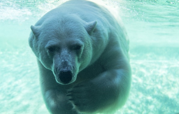 Polar Bear Predator Muzzle Swimming Under Water Wallpaper Photos