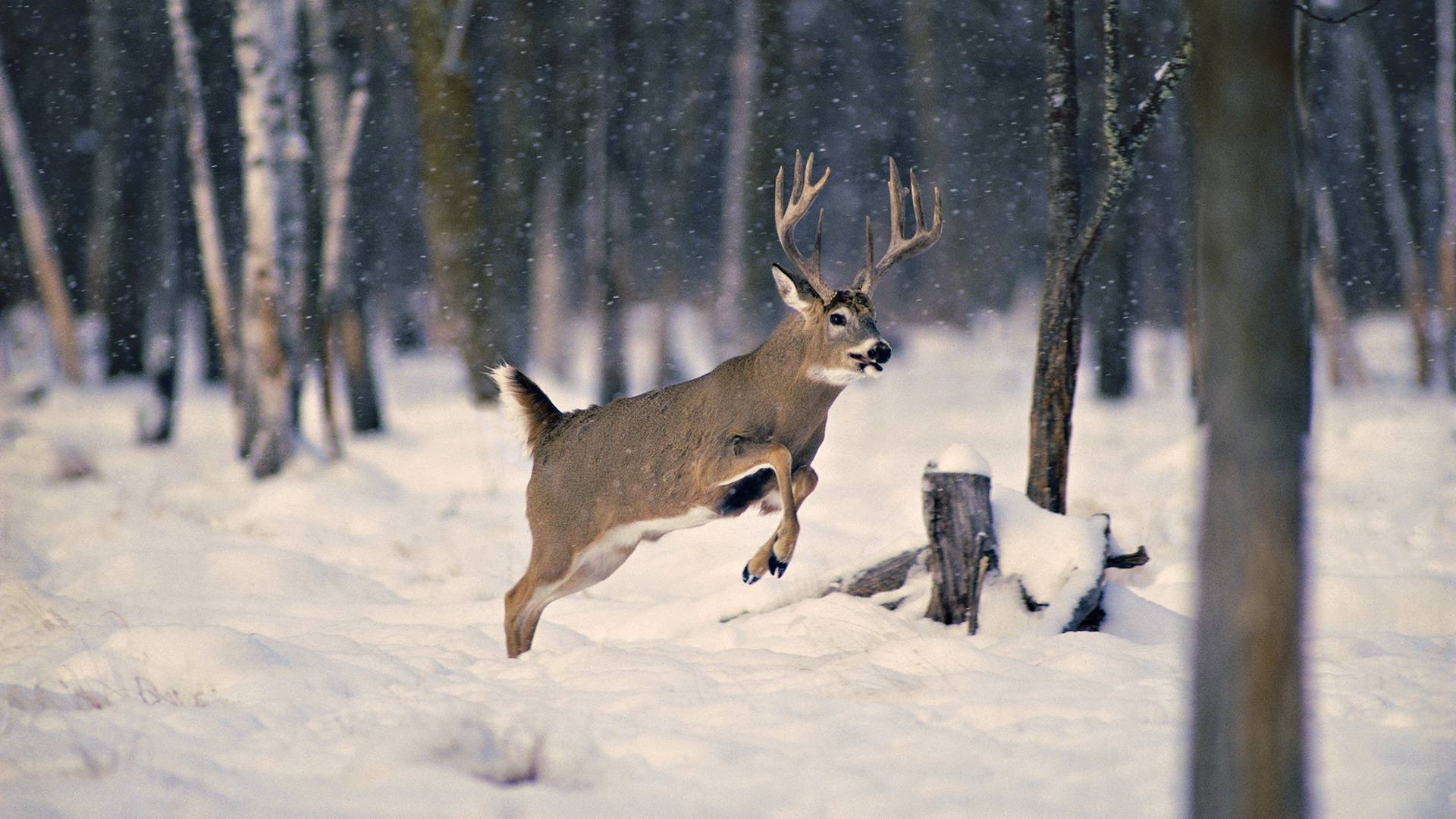 Winter Deer Running Scene Animal Lovers Picture