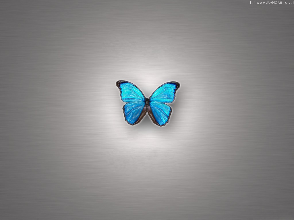 3d Butterfly Wallpaper