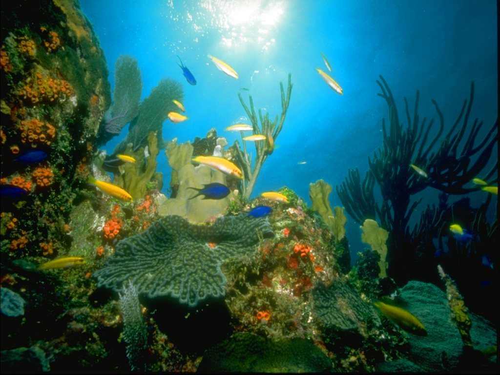 Animated Underwater Background