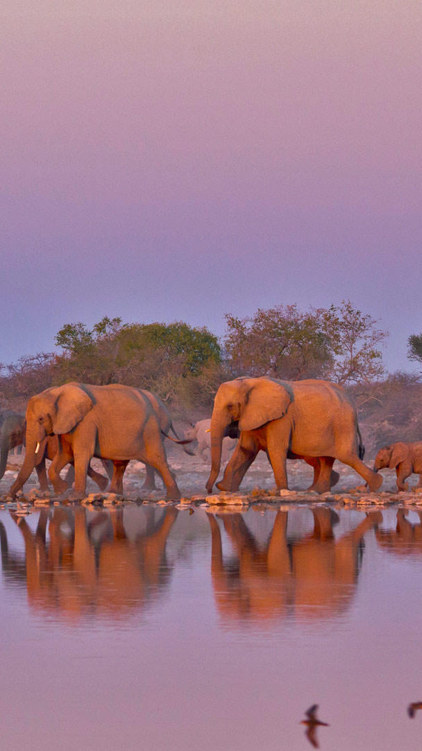 Bing HD Wallpaper Aug Join The Parade For World Elephant