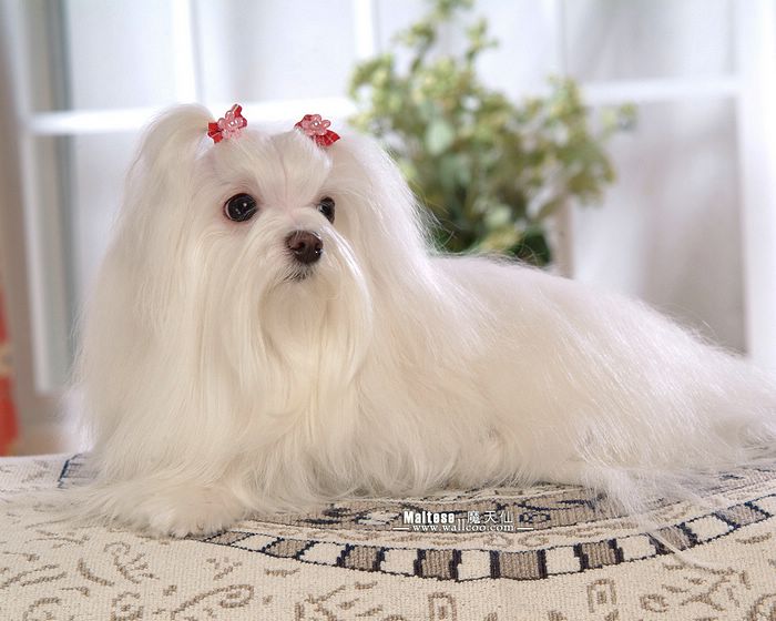 My Dogs Maltese Puppies Wallpaper White Puppy With Silky