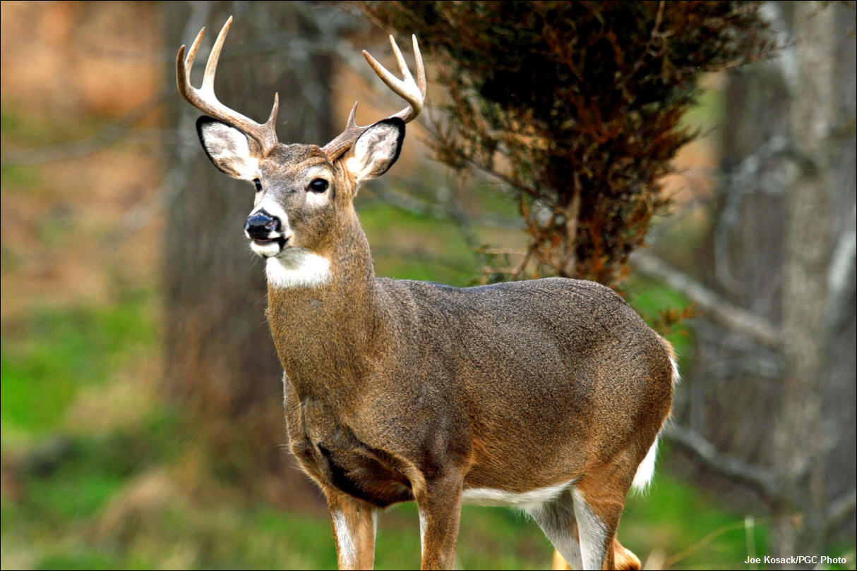 Deer Buck Best Animals