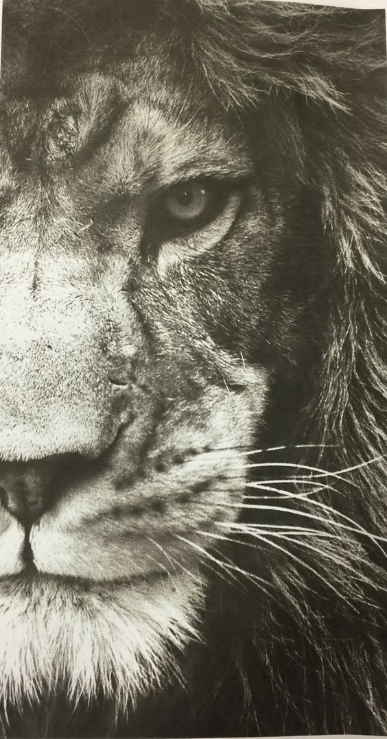 ↑↑TAP AND GET THE APP! Animals Lion Eyes Black and White HD phone wallpaper  | Pxfuel