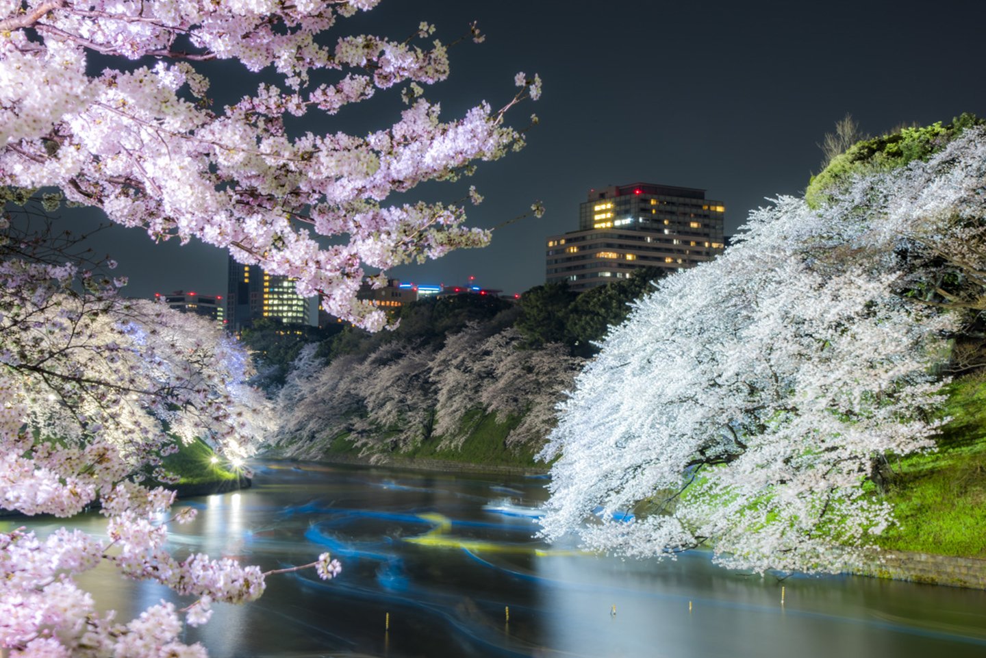 Tokyo City Spring Tree Flower Beautiful Wallpaper Background