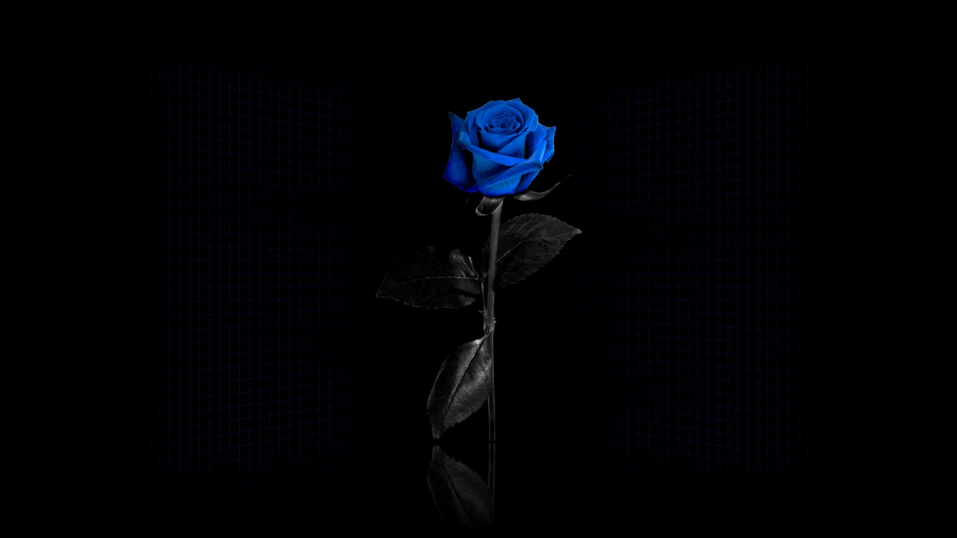 Wallpaper Black Background Blue Rose Grid Flowers