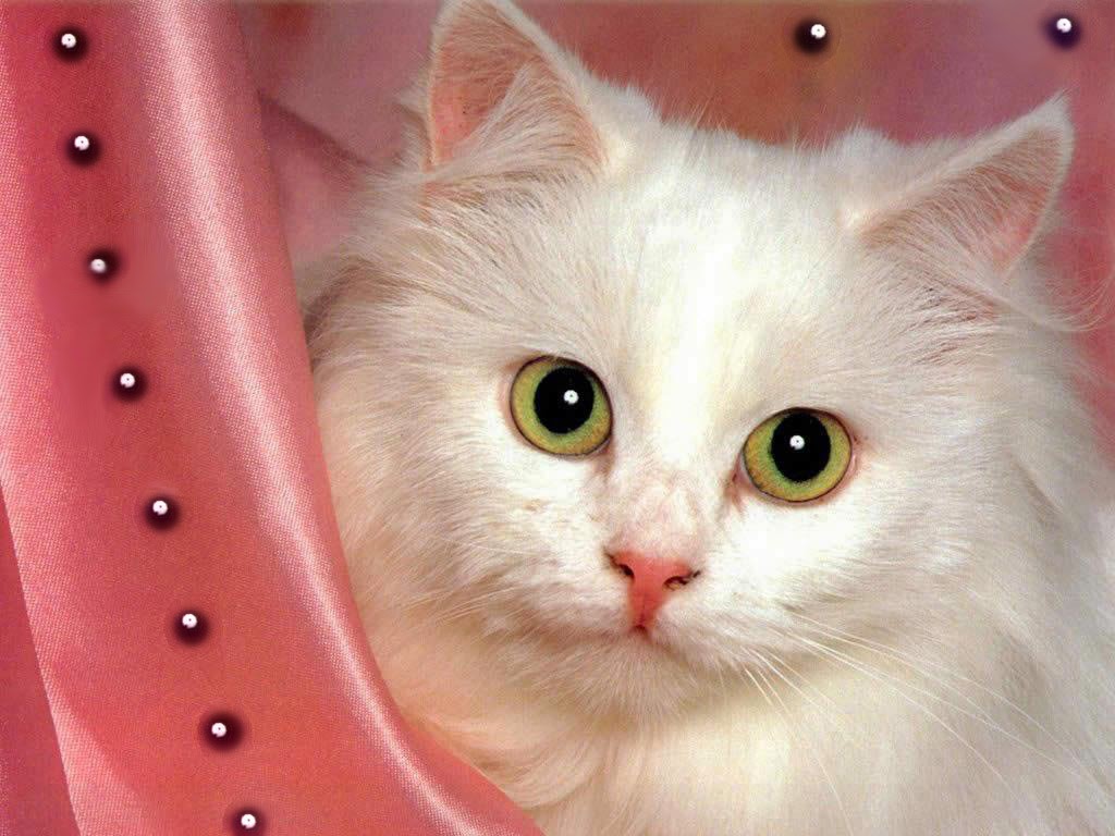 A close-up of an adorable white Persian cat with captivating green eyes. The fluffy feline poses against a soft pink satin backdrop, creating a charming and elegant image