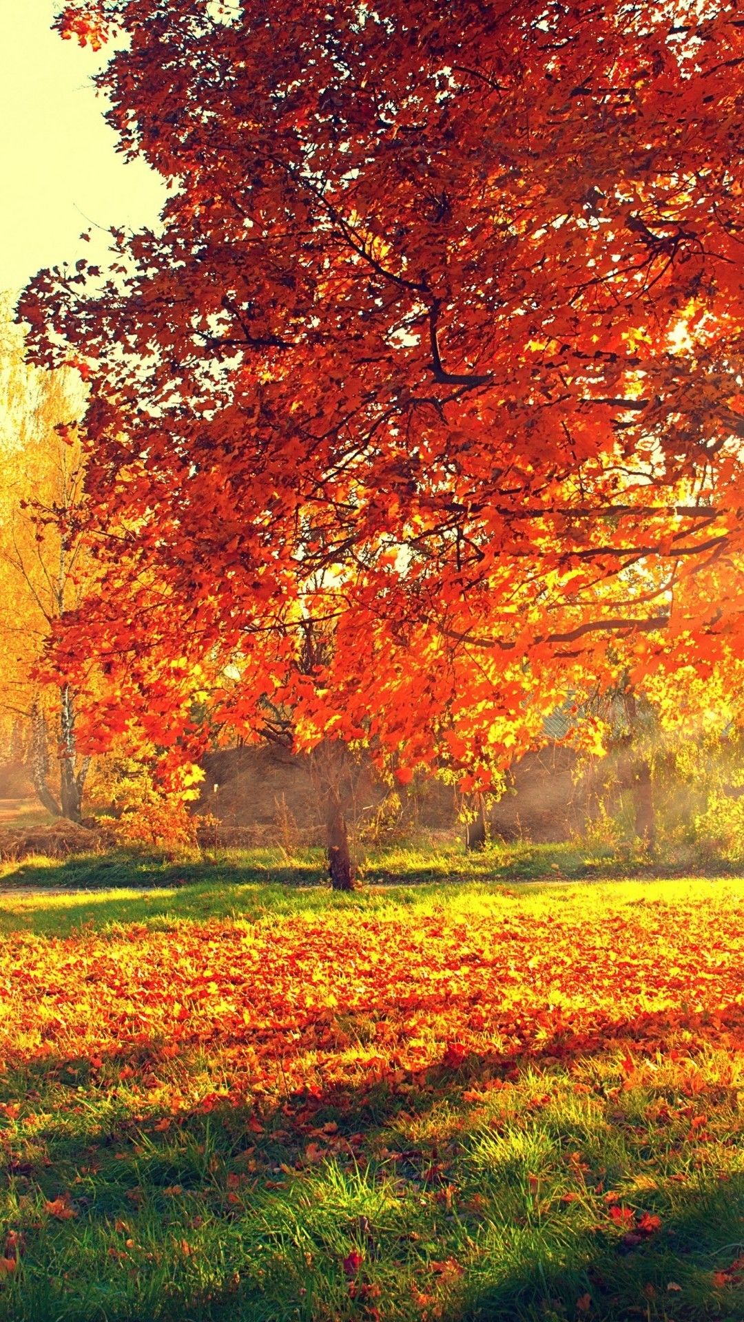 iPhone 6s Autumn Wallpaper On