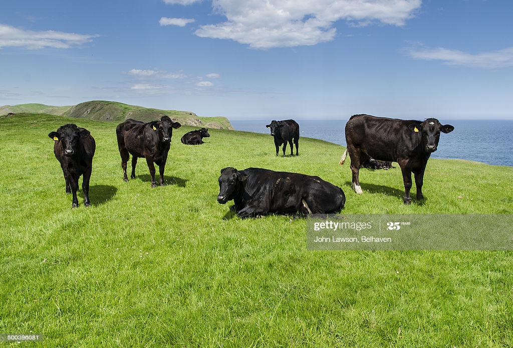 Cows On A Hillside With Sea In The Background High Res Stock Photo