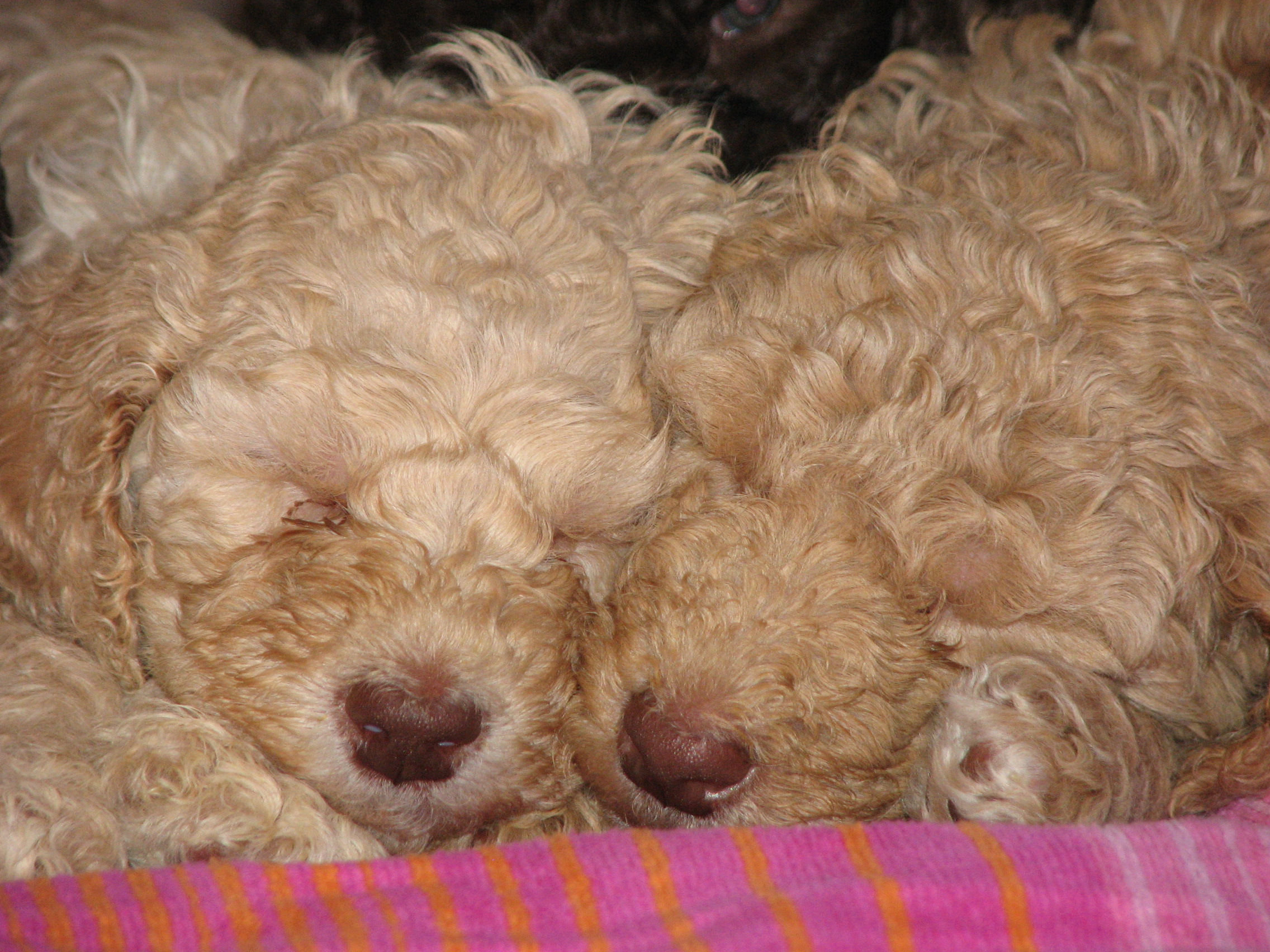 Poodle Puppies Photo And Wallpaper Beautiful Pictures