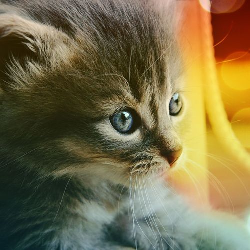 Blackberry iPad Colorful Kitten Screensaver For Kindle3 And Dx