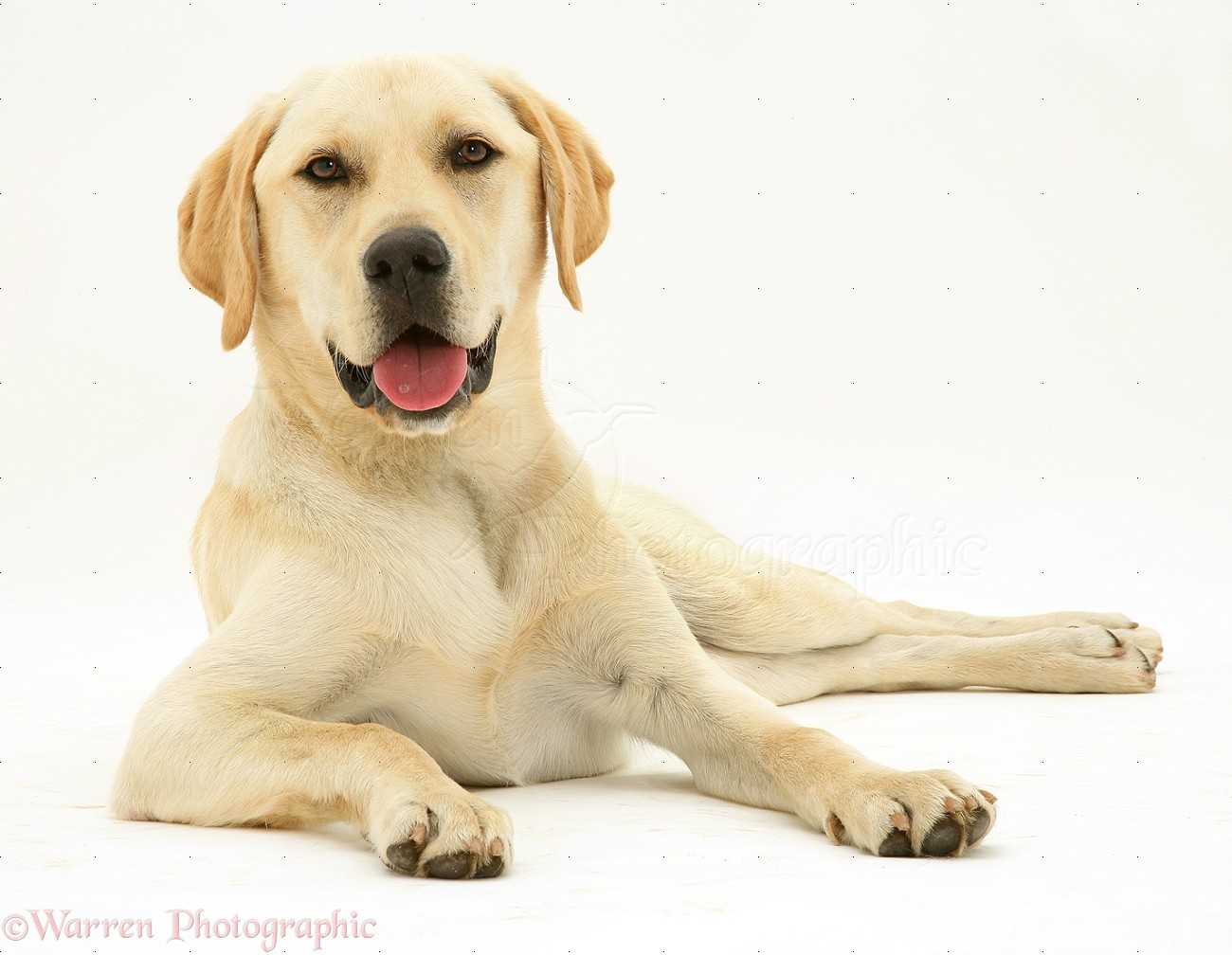 Another Picture Of Yellow Lab Puppy Pictures