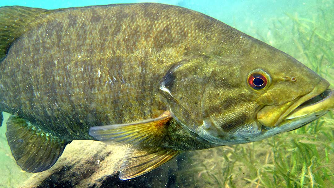 Free download Watch Fly Fishing For Smallmouth Bass Prime Video ...