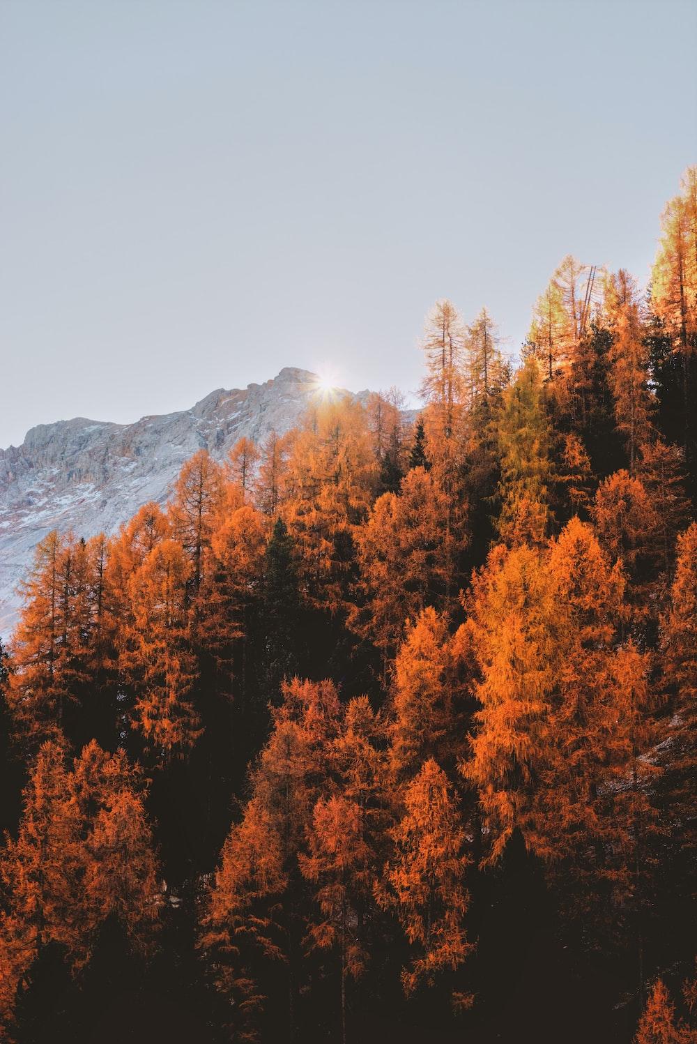 Autumn Wallpaper HD Hq