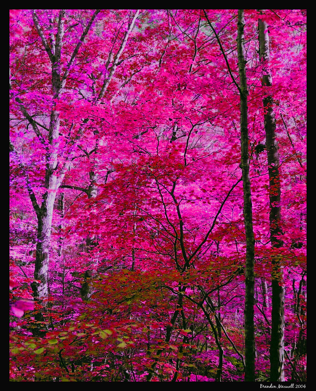 Pink Trees By Pathos1