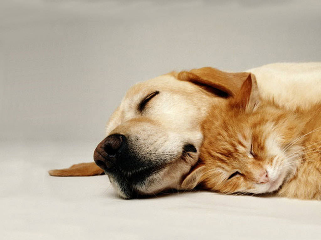 Cat And Dog Sleeping Beautifully
